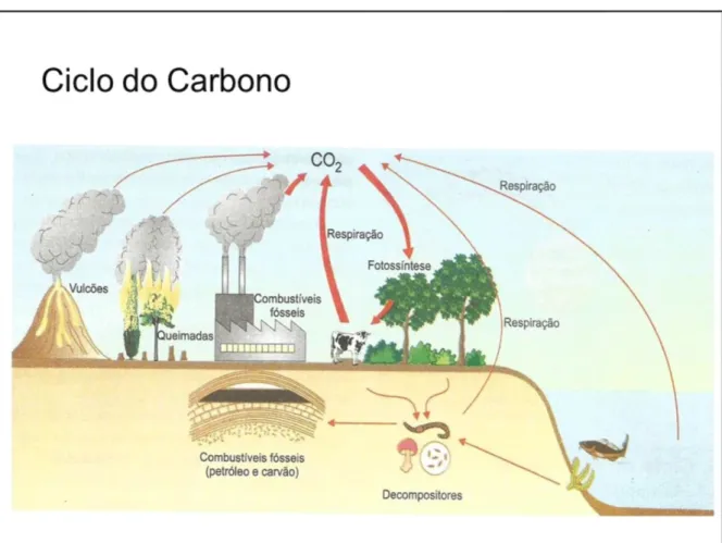 Figura 2.1.1  –  Ciclo do Carbono