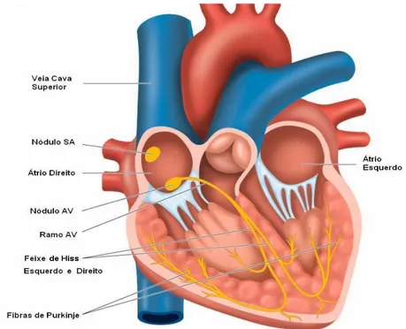 Figura 2.4 – Representação do sistema de condução do coração 