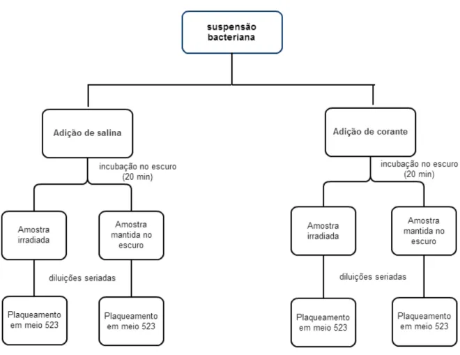Figura 9: Esquema para o processo de inativação fotodinâmica da suspensão bacteriana. 