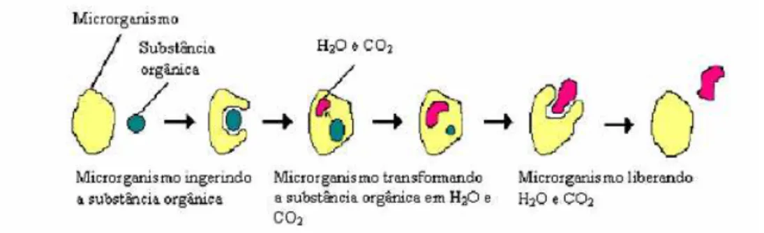 Figura 2.4: Esquema da degradação de uma substância orgânica por um micro-organismo.