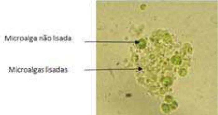 Figura 3  Microalga moída  células lisadas e não lisadas.