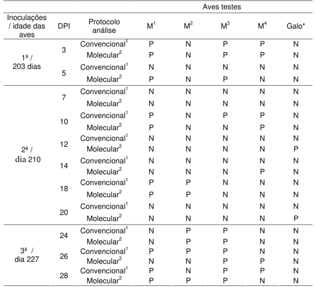 Tabela  2.  Campylobacter  sp  em  suabe  cloacal  de  aves  artificialmente  inoculadas  por  via  intraesofágica, utilizando protocolos de análise molecular a  e cultivo convencional b 
