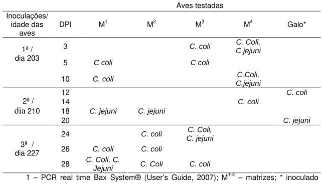 Tabela  3.  Espécies  de  Campylobacter  isoladas  em  suabes  cloacais  de  matrizes  e  galo  inoculados artificialmente via intraesofágica e positivas em análise molecular 1 
