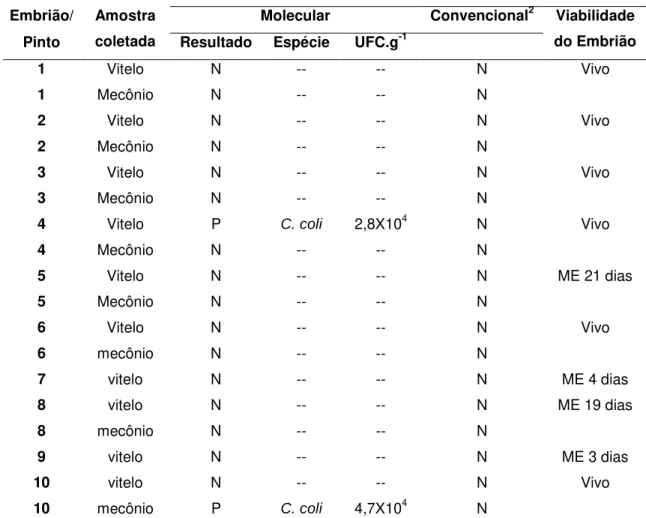 Tabela 6. Viabilidade e presença de Campylobacter em embriões ou pintos eclodidos após 21  dias  de  incubação,  provenientes  de  ovos  de  matrizes  inoculadas  via  intraesofágica  com C