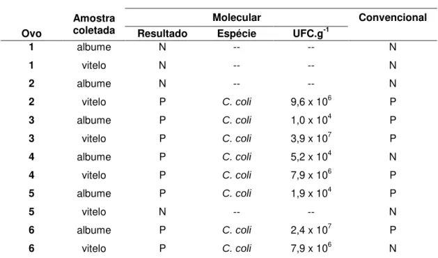 Tabela  8.  Presença  de  Campylobacter  em  albume  e  vitelo  de  ovos  SPF,  previamente  inoculados  via  câmara  de  ar  com  10 3   UFC.mL -1  de  C