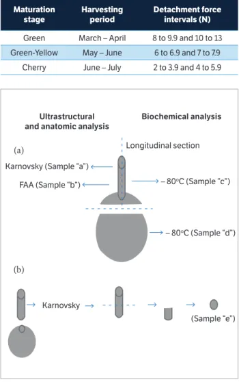 Figure 1. Schematic illustration of a coffee fruit with peduncle. This  scheme shows the samples and their application for different storage  methods before ultrastructural, anatomical and biochemical analyses  (a)