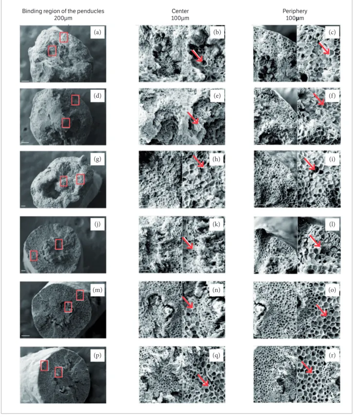 Figure 3. Scanning electron micrographs of binding region between peduncles and fruits