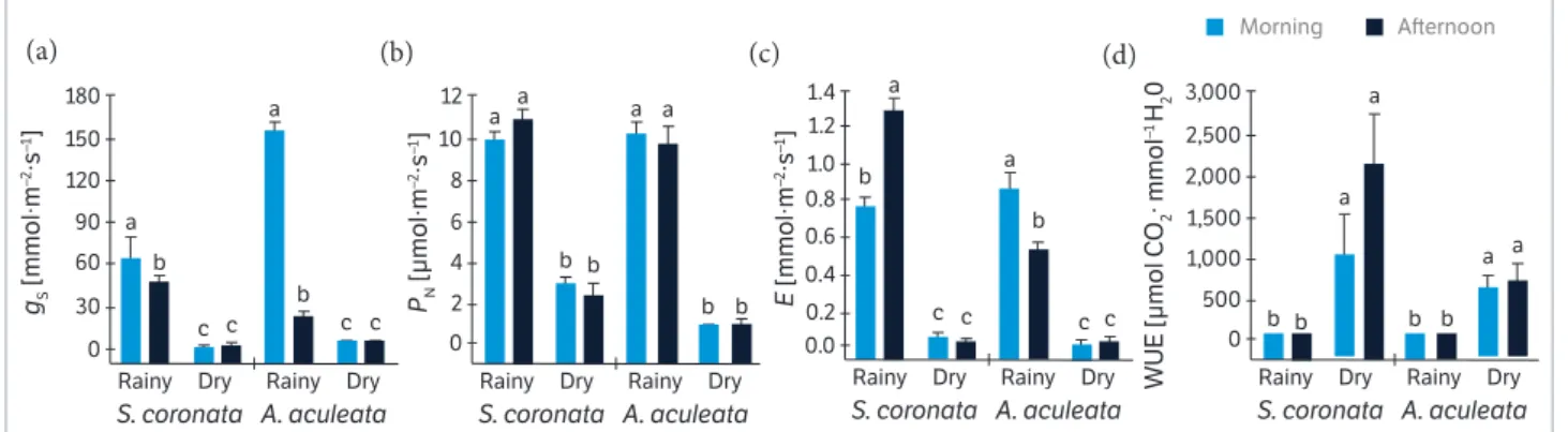 Figure 2. Diurnal changes in leaf gas exchange of S. coronata and A. aculeata plants under fi eld conditions in Caetés (Pernambuco, Brazil)  measured under rainy and dry periods: (a) Stomatal conductance (g s ); (b) Net CO 2  assimilation (P N ); (c) Trans