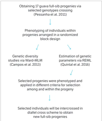 Figure 1. Flowchart of guava breeding program developed by UENF.