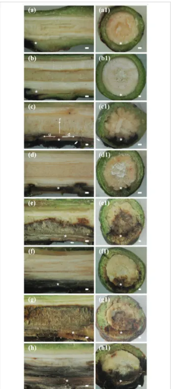 Figure 1. Stem sections of non-inoculated plants of Palmer (a, a1) and  Ubá (b, b1) cultivars