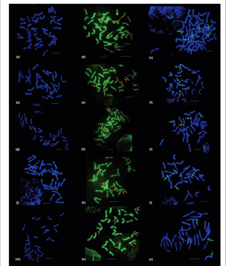 Figure 2. Metapha se chromosomes of  Triticum  sp.: 4’-6-Diamidino-2-phenylindole with Actinomycin D (DAPI/AMD); Chromomycin  A 3  with Distamycin (CMA/DA) bands and FISH-rDNA 45S  in situ  hybridization signals (pTa71 probe with digoxigenin), from  left t