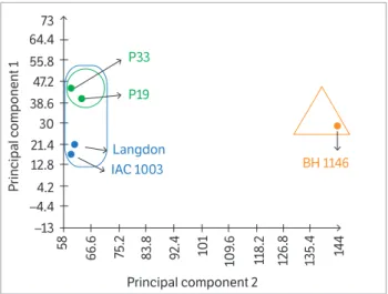 Figure 3. Principal Component Analysis in 4 genotypes of durum  wheat (IAC 1003, Langdon, P19 and P33) and 1 common wheat  genotype (BH 1146) based on chromosome morphology, number of  bands generated with 4’-6-Diamidino-2-phenylindole/Actinomycin D  (DAPI