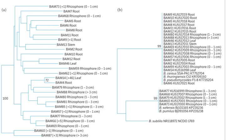 Figure 1. Genetic diversity of the endophytic Bacillus spp. population in yam plants. (a) RAPD-based dendrogram of Bacillus spp