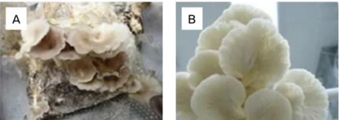 Figure 1. Harvest moment of fruiting bodies of Pleurotus  sajor-caju (A) and Pleurotus ostreatus (B).