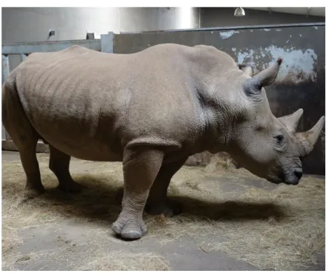 Figure 8 - Sam at the indoors enclosure 