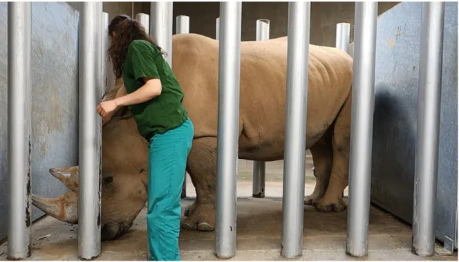 Figure 11 - Trainer petting Sam in order to desensitize him from trainer's touch 