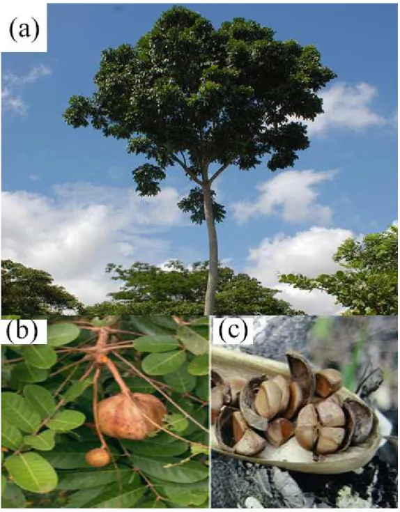 Figura 4 – Fotos da (a) árvore, (b) fruto e (c) castanha da Andiroba 