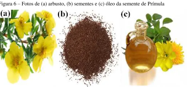 Figura 6 – Fotos de (a) arbusto, (b) sementes e (c) óleo da semente de Prímula 