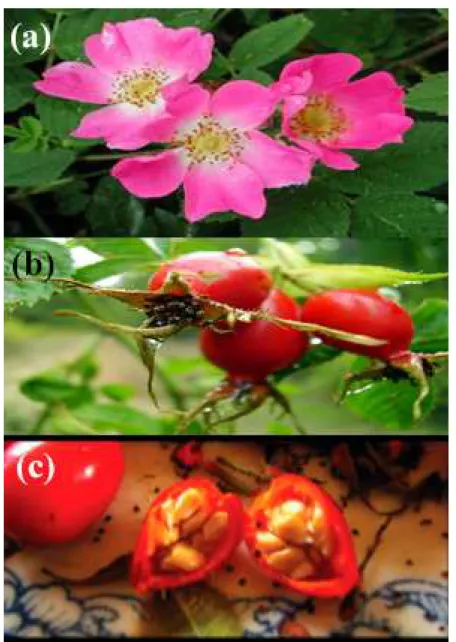 Figura 7 – Fotos da (a) flor, (b) fruto e (c) sementes da Rosa Mosqueta 