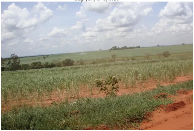 Foto 3. Lavoura de cana-de-açúcar no município de Ituiutaba/MG no mês de junho de 2013 em  estágio inicial