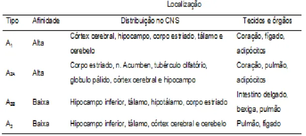 Tabela  1.  Características  dos  receptores  de  adenosina.  Distribuição  e  afinidade  dos  ARs  por  ação  agonista  em  ratos