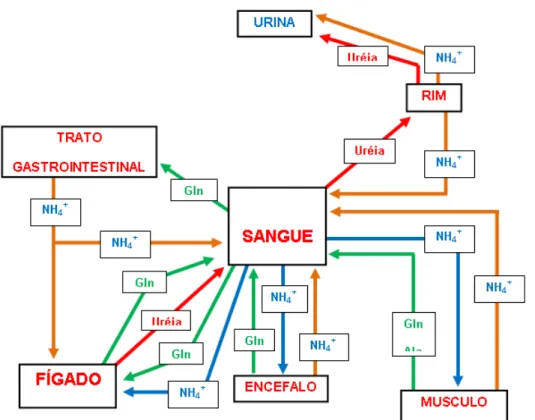 Figura 8. Transporte e metabolismo de amônia interórgãos. Setas em laranja: 