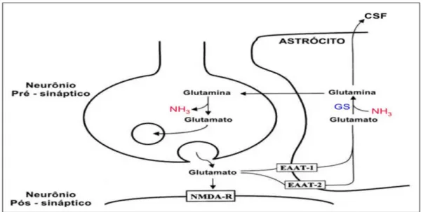 Figura  10.  A  sinapse  do  glutamato  e  &#34;ciclo  glutamina-glutamato&#34;.  O  glutamato  é  liberado  na  fenda  sináptica  do  neurônio  pré-sináptico,  onde  atua  os  receptores  do  neurônio  pós-sináptico  para  simplificação,  somente  o  rece