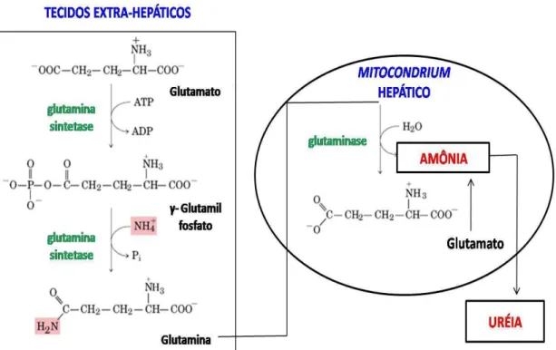 Figura 14. A glutamina transporta a amônia na corrente sanguínea. Adaptado  de Nelson e Cox (2010)