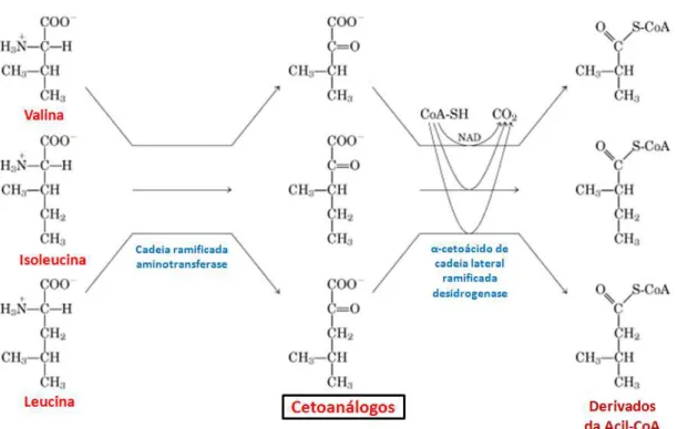 Figura 16. Catabolismo dos aminoácidos de cadeia ramificada. Adaptado de  Nelson e Cox (2010)