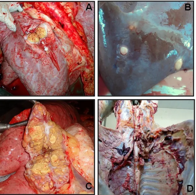 Figura 1. Lesões nodulares típicas de tuberculose em órgãos e carcaça de                   bovinos positivos no teste cervical comparativo