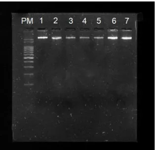 Figura 4. DNA genômico total obtido a partir de muco nasal de bovinos reagentes ao  teste  cervical  comparativo  para  tuberculose