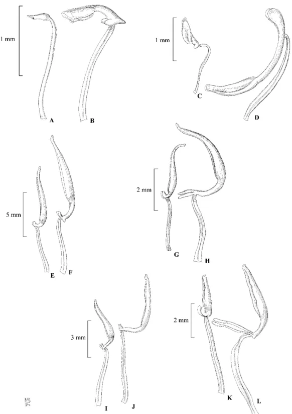 Figura 1: A-B estaminódio e estame de Acisanthera genliseoides; C-D estame menor e maior  de A