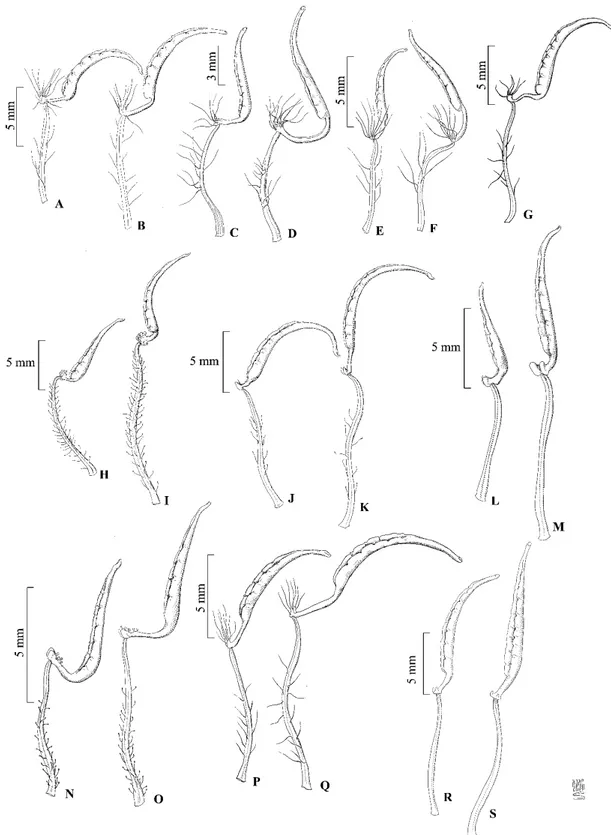 Figura 4:  A-B estame menor e maior de Tibouchina aegopogon; C-D estame menor e maior  de  T