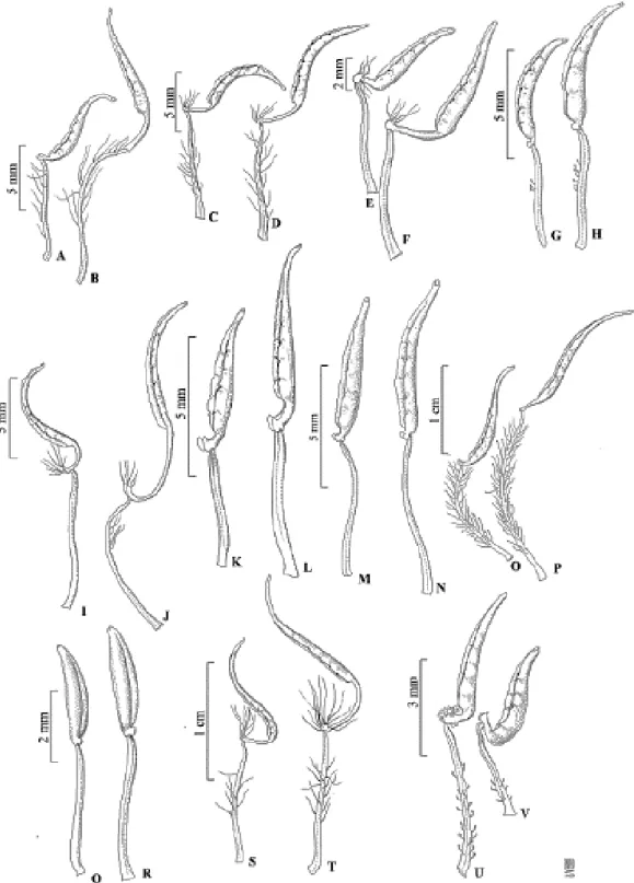 Figura  5:  estame  menor  e  maior  de  T.  martialis;  C-D  estame  menor  e  maior  de  T