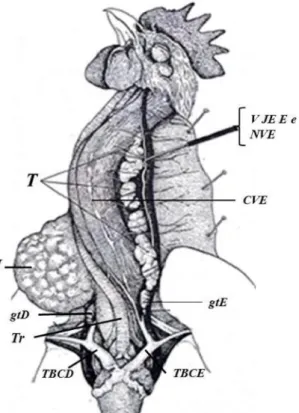 Figura  2- Desenho  esquemático  das  regiões  cervical  e  torácica de  uma  ave:  Veia  jugular externa esquerda (VJEE) esquerda e nervo vago esquerdo (NVE) deslocados para mostrar os lobos tímicos esquerdos (T); glândulas tireóideas direita e esquerda (