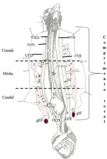 Figura 4- Vista  ventral da  região  cervical  ventral  do  pescoço  aves  domésticas  da linhagem Ross  308  AP  (AP95)(Gallus  gallus  domesticus),  exemplificando o  processo  de  tomada  de medidas do comprimento total do pescoço e determinação das reg