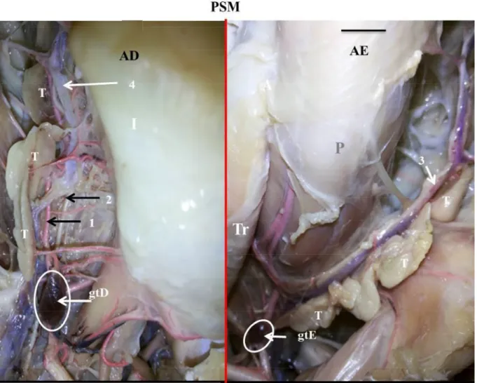 Figura  7- Vista  ventral  demonstrando  a sintopia e  suprimento  vascular  arterial  dos  lobos tímicos  (T),de  aves  domésticas  fêmeas  da  linhagem Ross  308  AP  (AP95)  (Gallus  gallus domesticus)