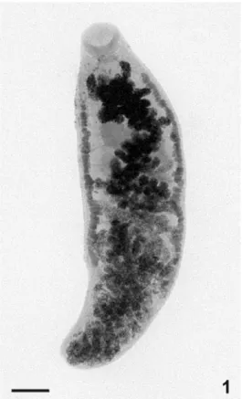 Figure 1. Uncompressed specimen of P. bragai from C. talpacoti, total. Bar = 0.2mm. 