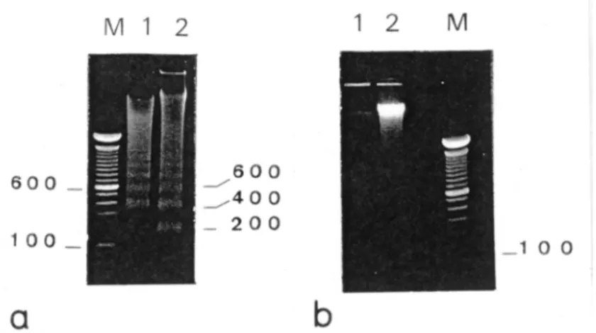 Figure 4. Agarose gel electrophoresis of DNA extracted from placentomes of Holstein cows