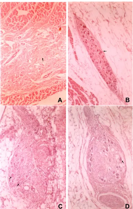 Figure 1. Photomicrographs of myocardial and intercaval sections stained with hematoxylin and eosin
