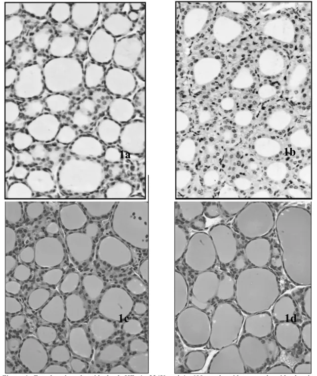 Figure 1. Female mice, thyroid gland. HE. 1a-324X and 1c-600x euthyroid group: thyroids showing  round or oval follicles, with different sizes and coated, most of the times, by low cuboidal epithelium and  filled with little vacuolated and little dense col