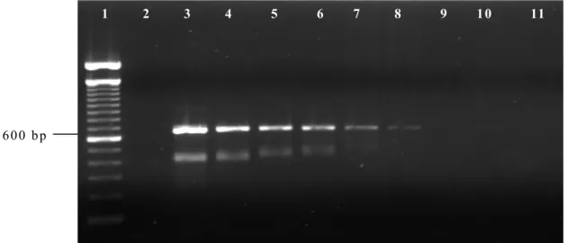 Figure 1. Detection threshold of B. equi DNA in infected equine blood using the 18S rRNA PCR