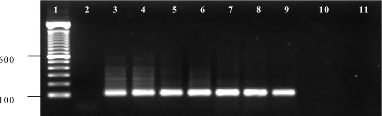 Figure 2. Detection threshold of B. equi DNA in infected equine blood using the EMA-1 nested PCR