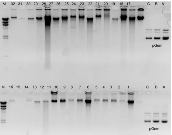 Figure 1. A comparison of Staphylococcus aureus DNA extracted using the two methods. Lanes  (samples) 1-16 extraction without lysostaphin and lanes (samples) 17-32 with lysostaphin