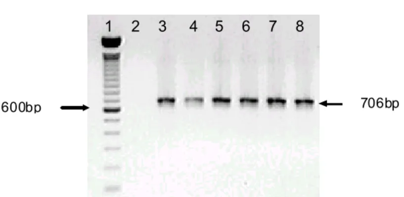 Figure 1. Nested PCR products obtained from the lungs and nasal swabs of pigs. Lane 1: molecular size  standard (100bp ladder; Gibco BRL Life Technologies)