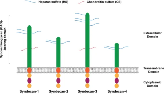 Figure 3. Schematic representation of mammalian syndecan receptors. Syndecan receptors are  composed by an extracellular domain comprising several glycosaminoglycan (GAG) chains – Heparan 