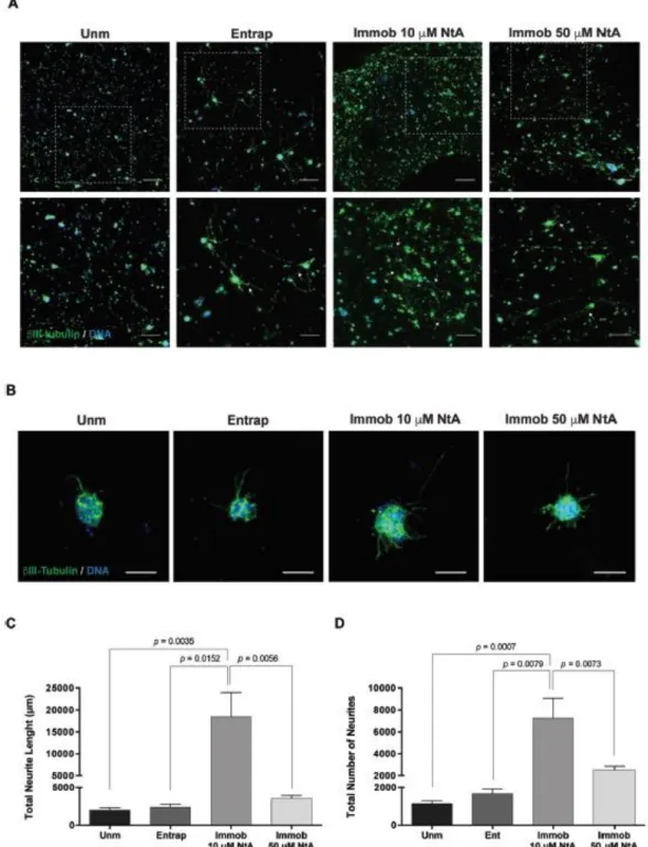 Fig. 5 Affinity-bound laminin PEG-4MAL hydrogels and their effect on hNSC neurite outgrowth