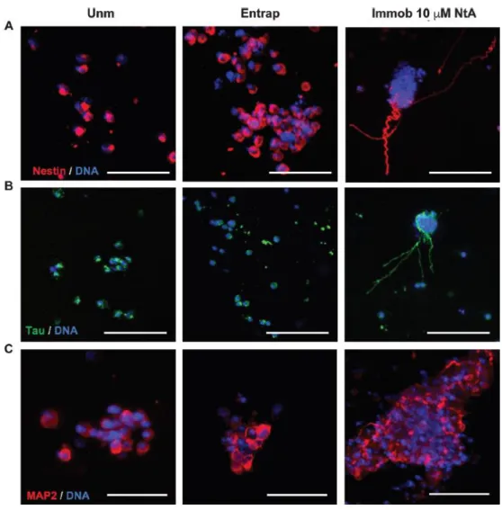 Fig. 6 Phenotypic characterization of hNSC within PEG-4MAL hydrogels. hNSC cultured for 14 days  within  unmodified  (Unm),  physically  entrapped  laminin  (Entrap)  or  NtA  affinity-bound  laminin  (Immob)  PEG-4MAL  hydrogels