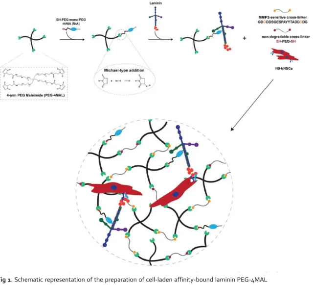 Fig 1. Schematic representation of the preparation of cell-laden affinity-bound laminin PEG-4MAL  hydrogels  (not  to  scale)