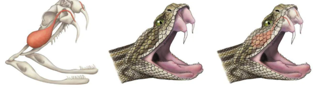 Figura 04. Dentição solenóglifa. As presas são muito desenvolvidas na região anterior da maxila,  canaliculadas  e  ligadas  através  de  ductos  às  glândulas  de  peçonha